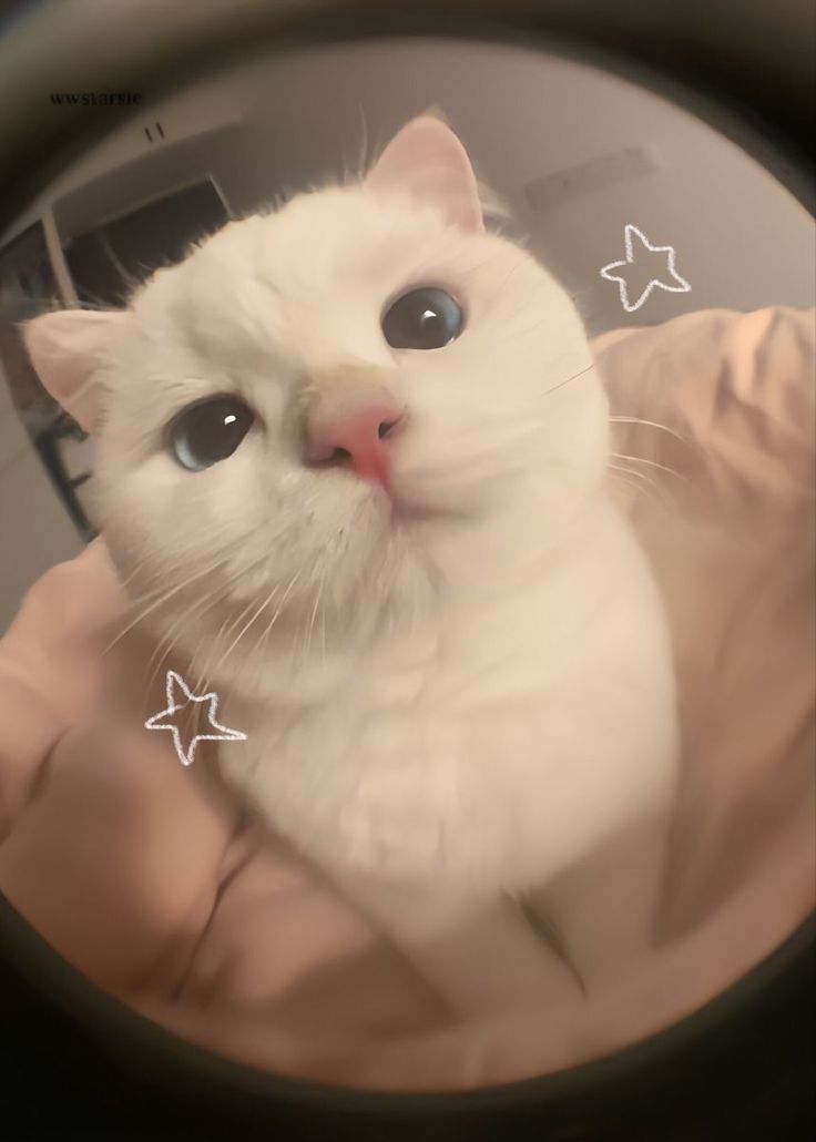 a white cat looking at the camera through a magnifying glass lens with stars on it