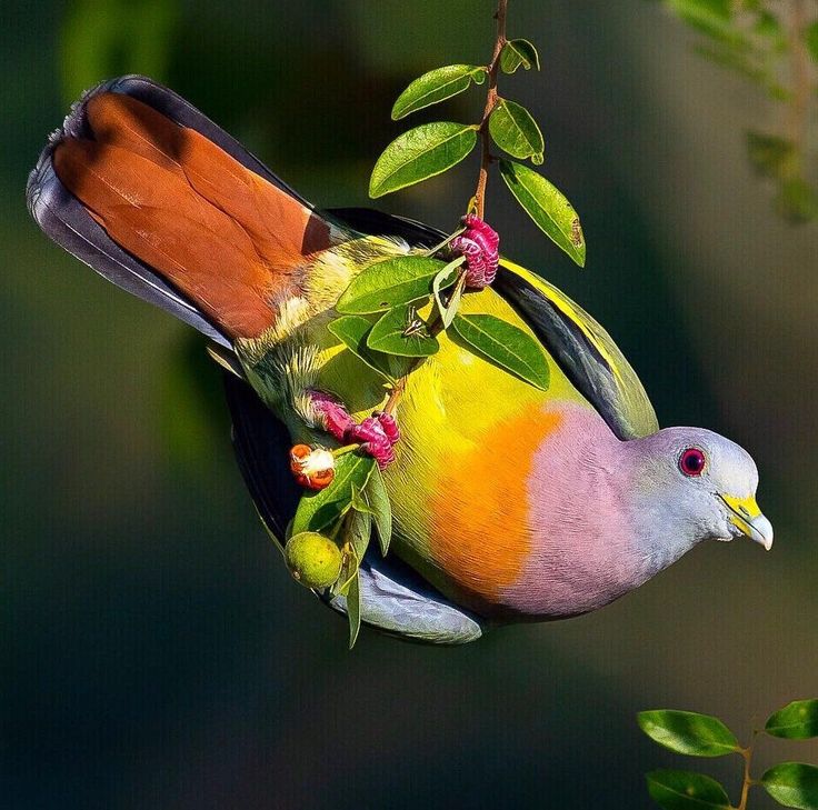 a colorful bird perched on top of a tree branch next to green leaves and flowers