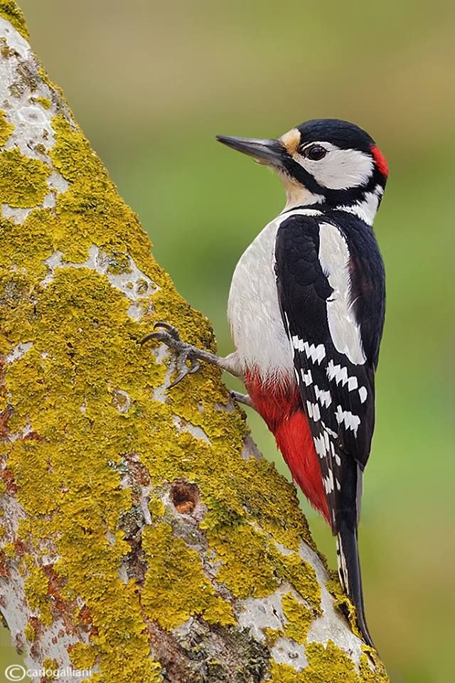 a colorful bird perched on the side of a tree