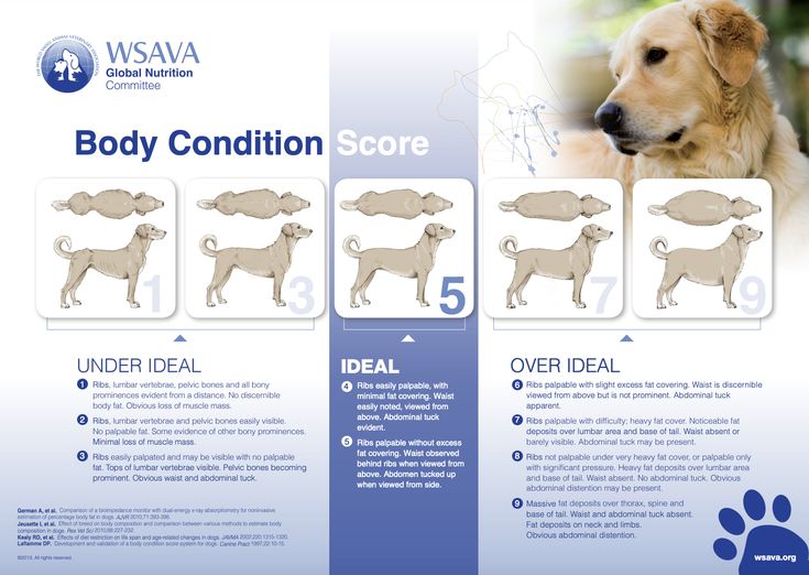 a brochure with instructions on how to use the body condition score for dogs