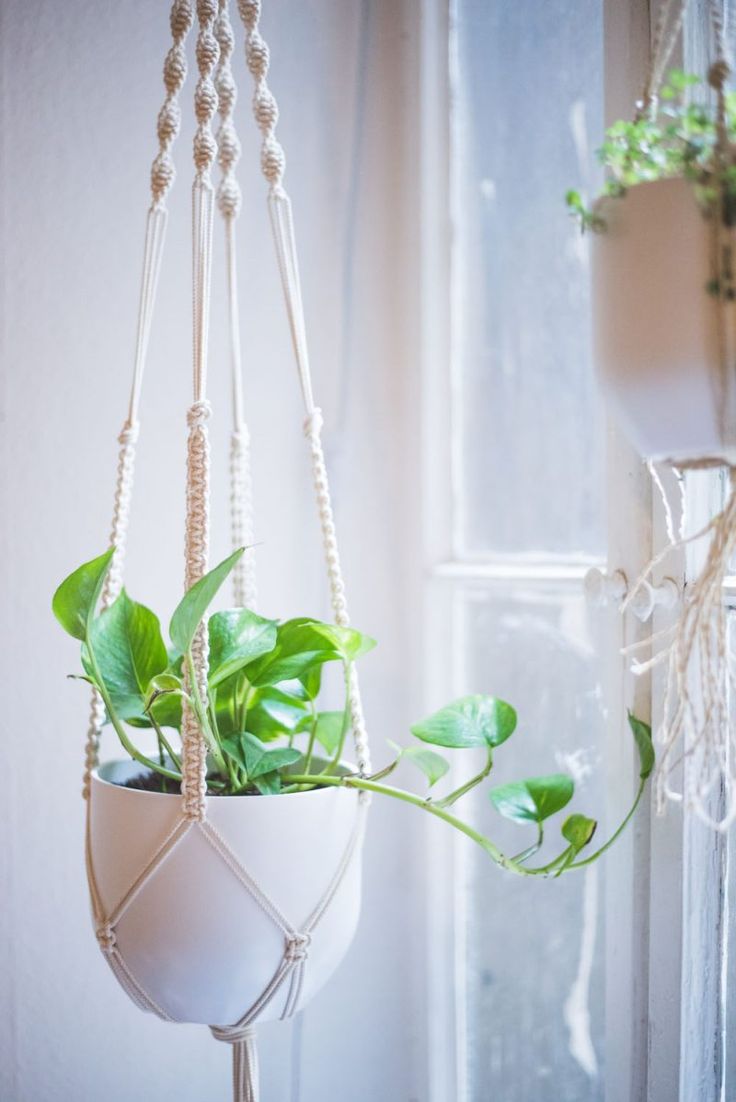 a plant in a hanging pot on a window sill