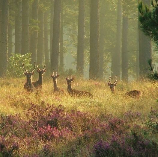 a group of deer standing on top of a grass covered field next to tall trees