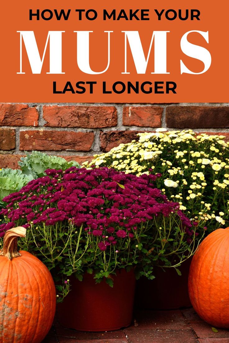 flowers and pumpkins with the words how to make your mums last longer