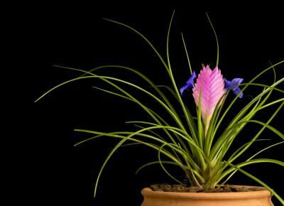 a potted plant with purple flowers in it