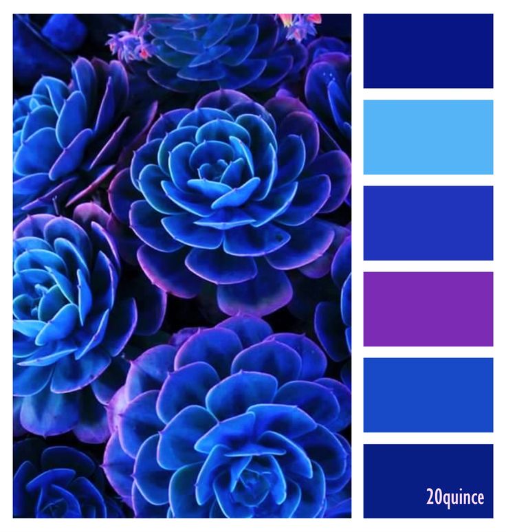 blue and purple color scheme with flowers in the center, including two colors that appear to be different from each other