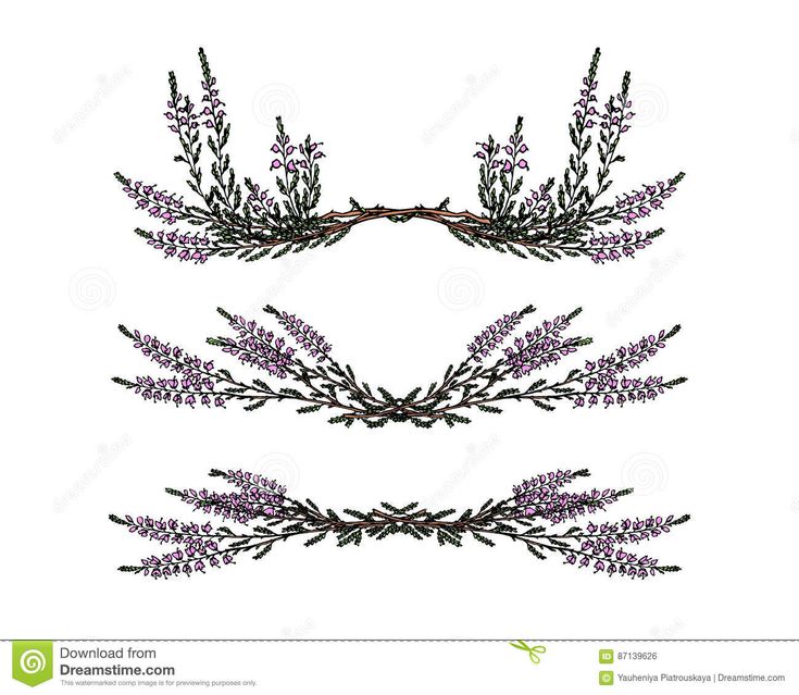 lavender flowers and branches on a white background