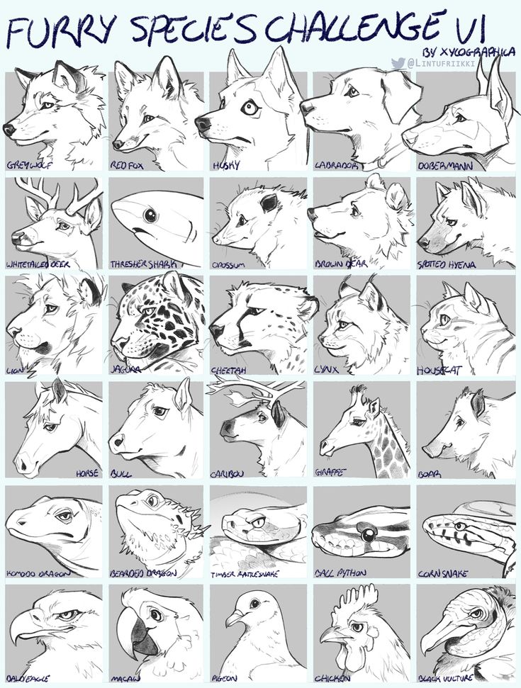 an animal's head is shown in black and white, with the words furry species challenge