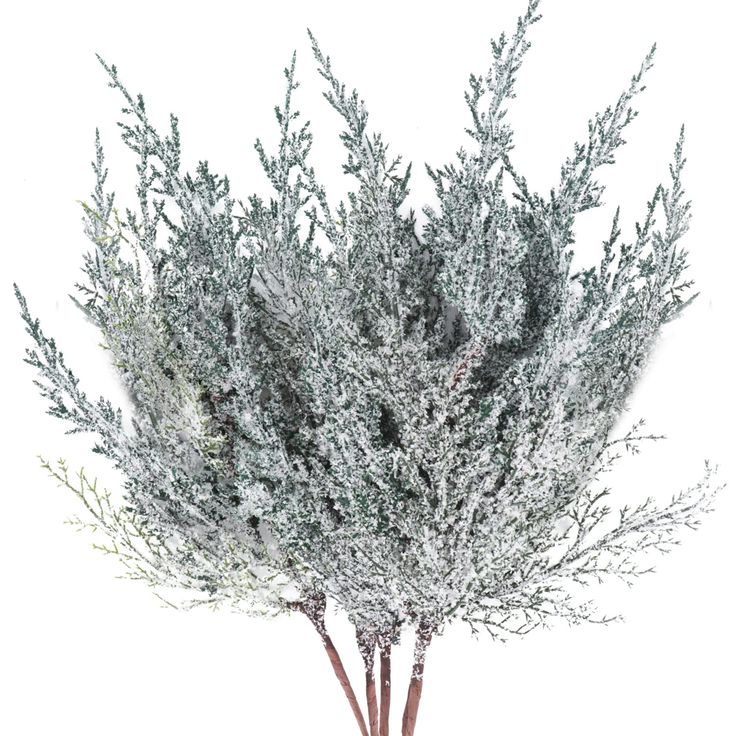 a bush with white flowers on it is shown in front of a white background,