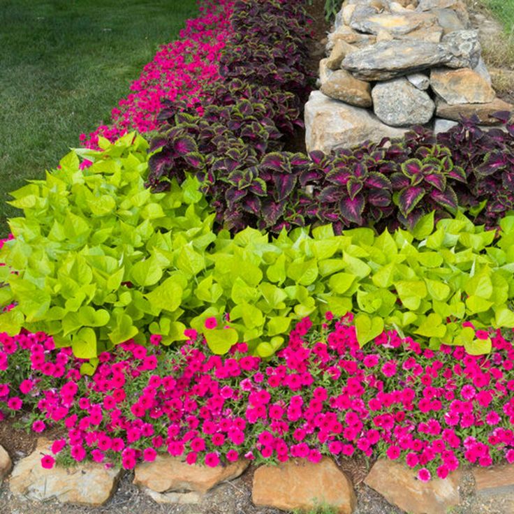 a garden with flowers and rocks in it