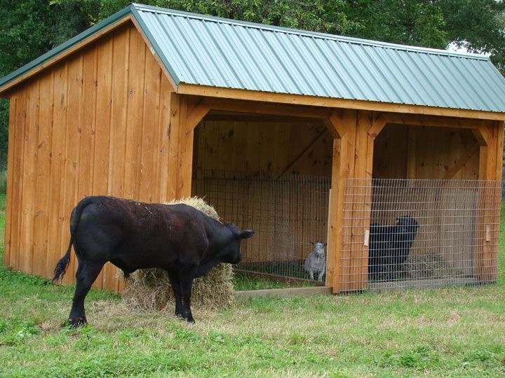 a cow is eating hay out of the barn's stall while another animal looks on