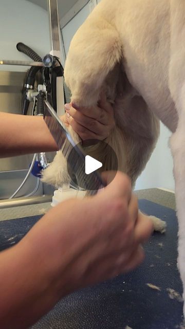 the dog is getting his hair cut at the vet