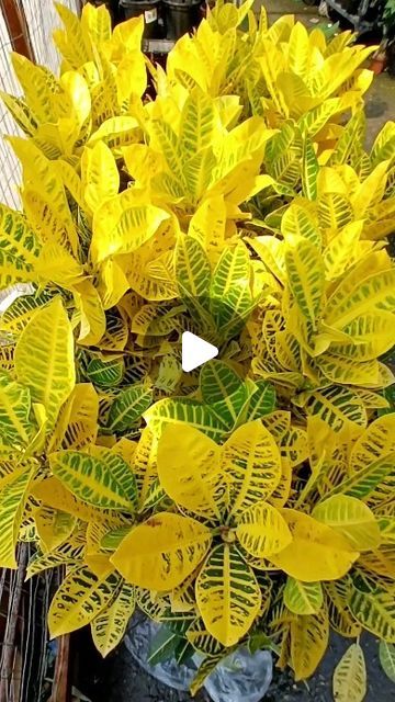 a plant with yellow leaves in a pot