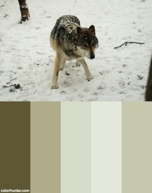 a wolf is walking through the snow in front of some trees and other animal's