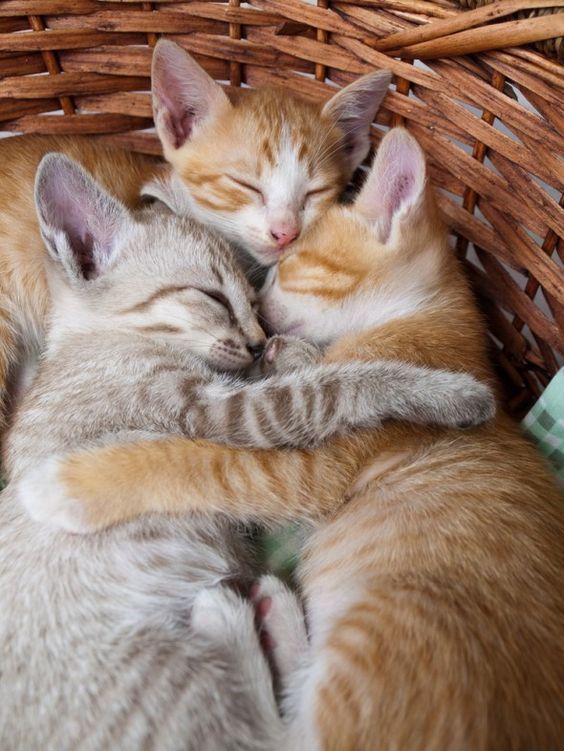 two kittens cuddle together in a wicker basket