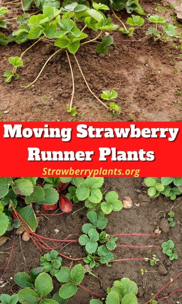 strawberry plants growing in the ground with text overlay reading moving strawberry runner plants strawberries