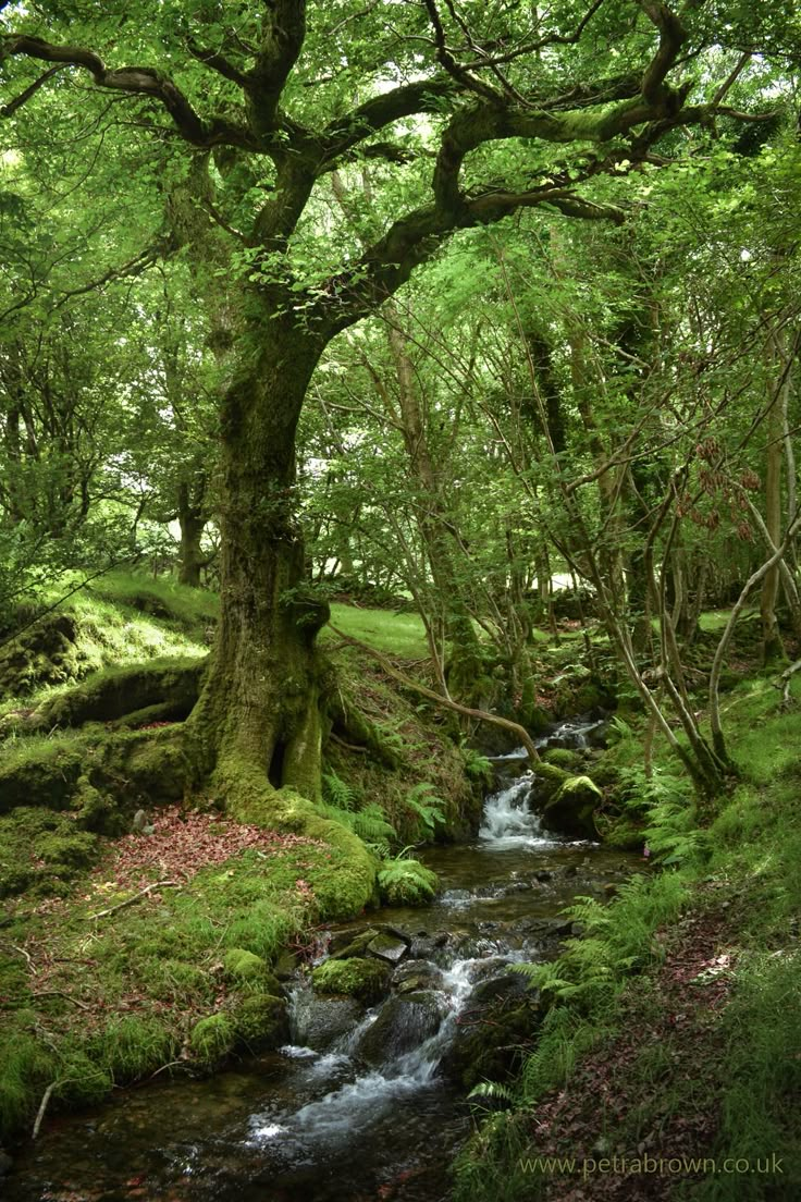 a stream running through a lush green forest filled with lots of trees and mossy rocks