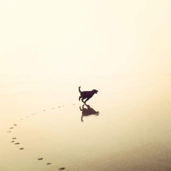 a dog is walking on the beach with its paw in the sand and footprints behind it