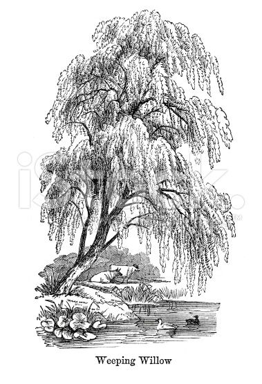 the weeping willow tree is shown in black and white