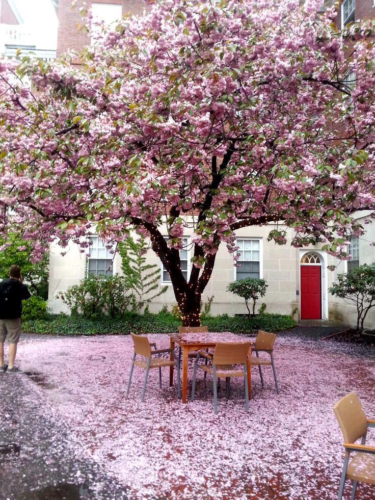 a table and chairs under a tree with pink flowers on the ground in front of a building