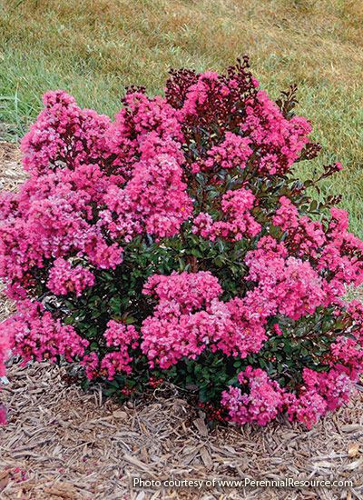 pink flowers are blooming in the grass