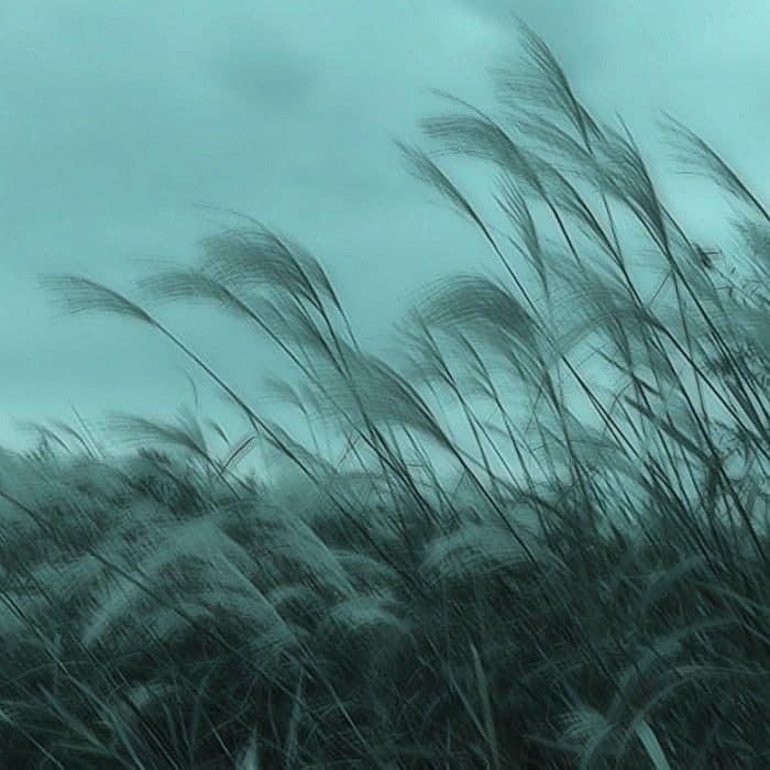 tall grass blowing in the wind on a cloudy day