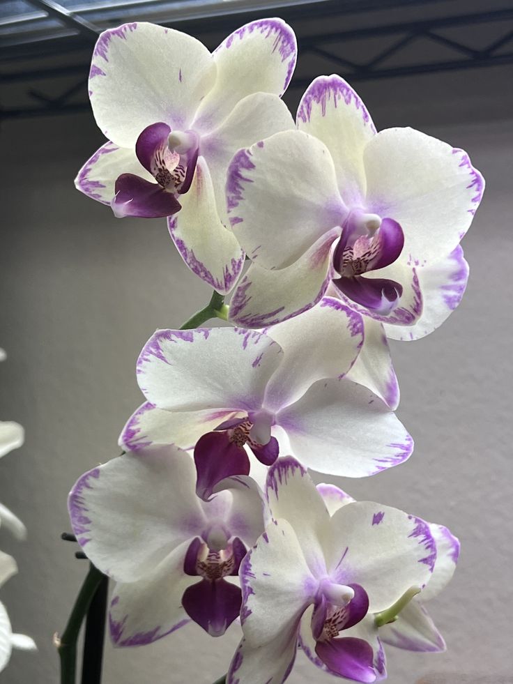 purple and white orchids are in a vase