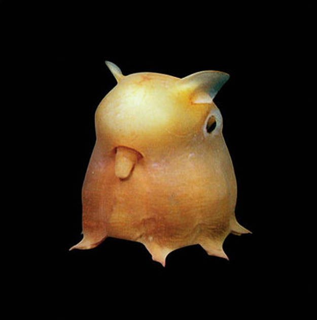 a small yellow fish with big eyes on it's back legs and head, standing in the dark