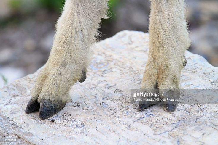 an animal's legs and feet on a rock