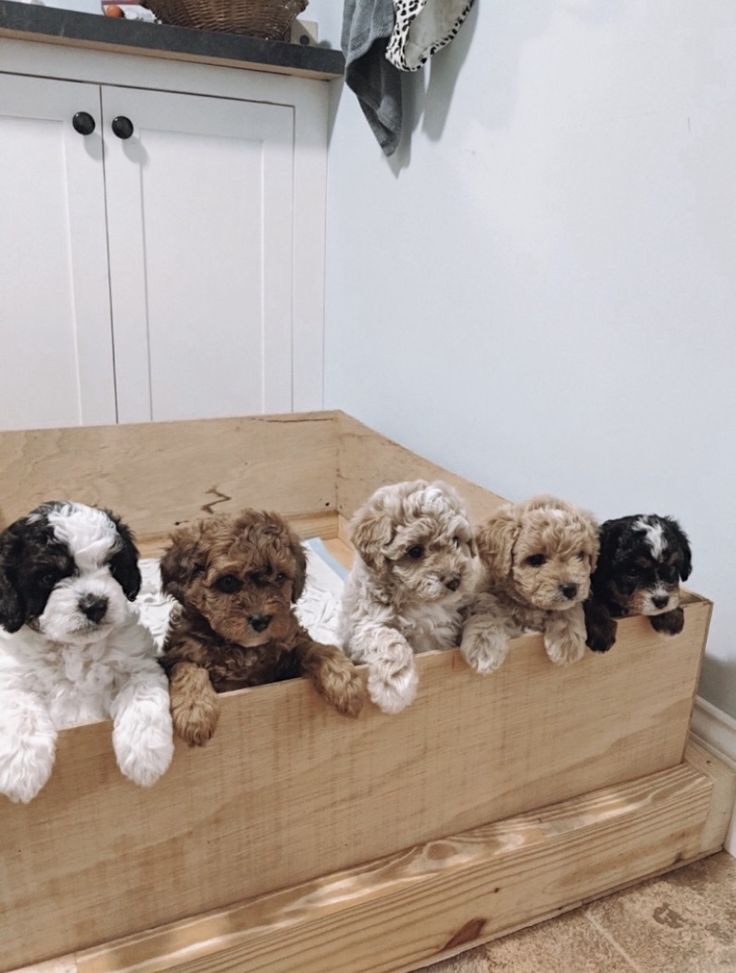 four puppies are sitting in a wooden box on the floor next to a wall