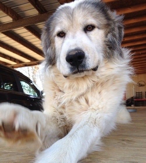 a dog laying on the ground in front of a black car with it's paws up