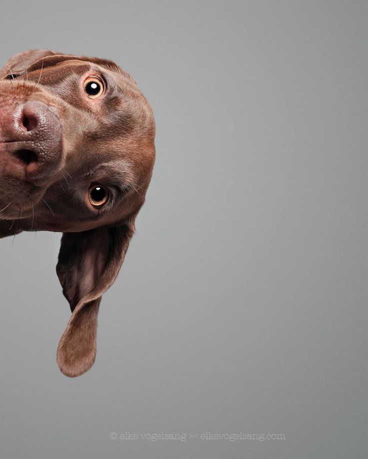 a brown dog looking up at the camera