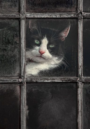 Black and White Cat by Patricia Jacobs CPAGB Cat Window, Black And White Cat, Söt Katt, Looking Out The Window, White Cats, Window Pane, Sphynx, Cats Meow, Pretty Cats