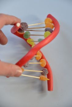 a hand holding a toothpick with gummy bears on it next to a model of a double strand of food