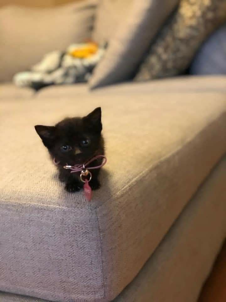 a small black kitten sitting on top of a couch