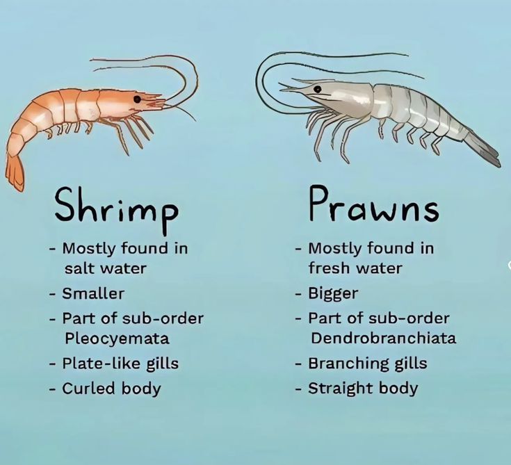 shrimp and praws are the most common types of marine life in the world