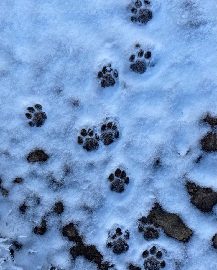 an animal's paw prints in the snow