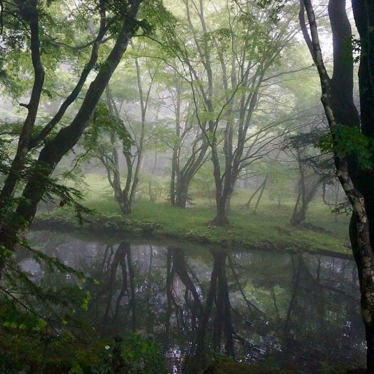 a pond surrounded by trees in the woods