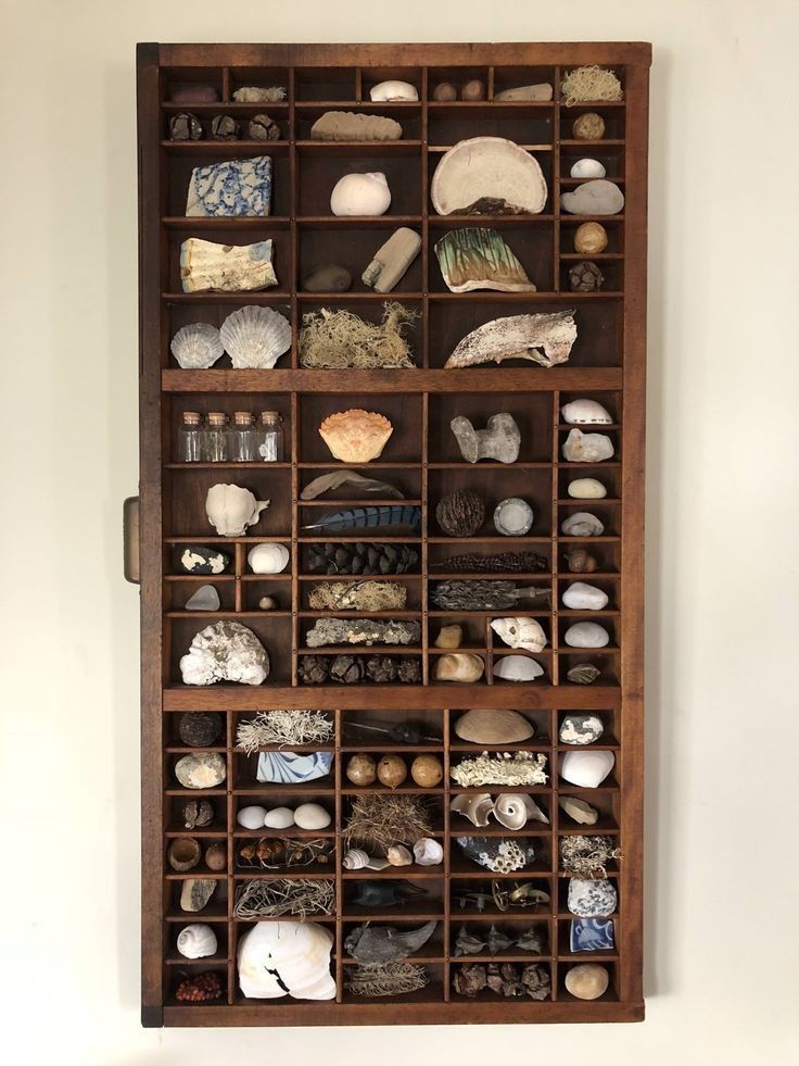 a wooden shelf filled with lots of different types of rocks and seashells on it