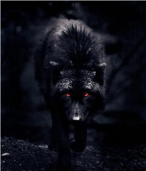 a black wolf with blue eyes walking in the dark