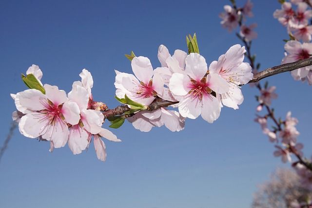 pink flowers are blooming on a tree branch with blue sky in the back ground