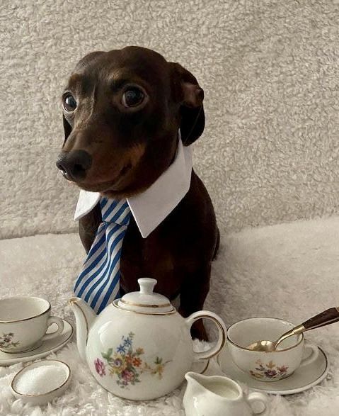 a brown dog wearing a tie sitting next to teacups and saucers on a white rug