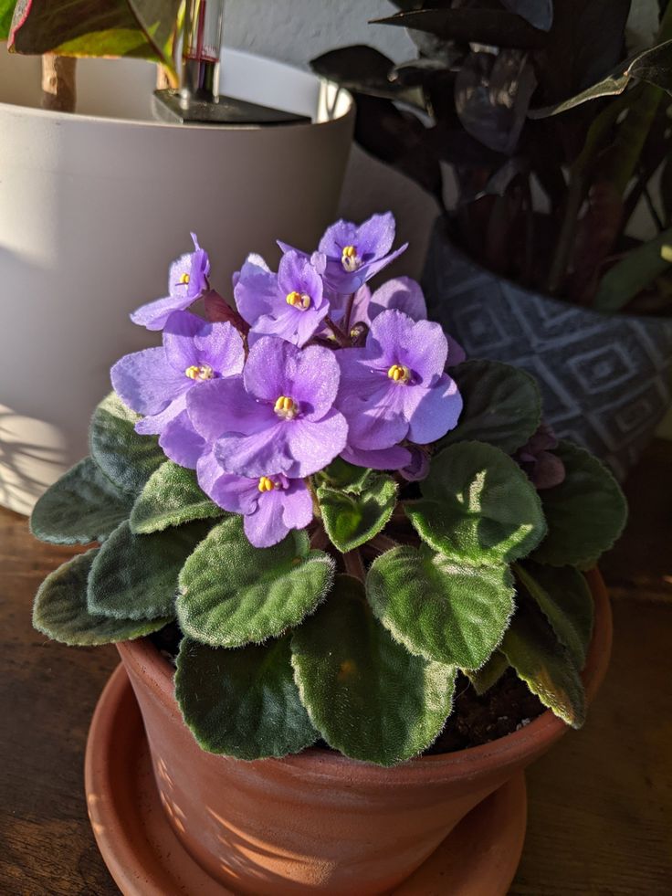 a potted plant with purple flowers sitting on a wooden table next to other plants