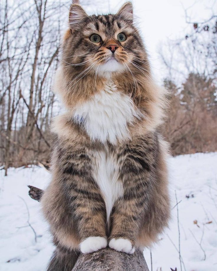 a cat sitting on top of a log in the snow