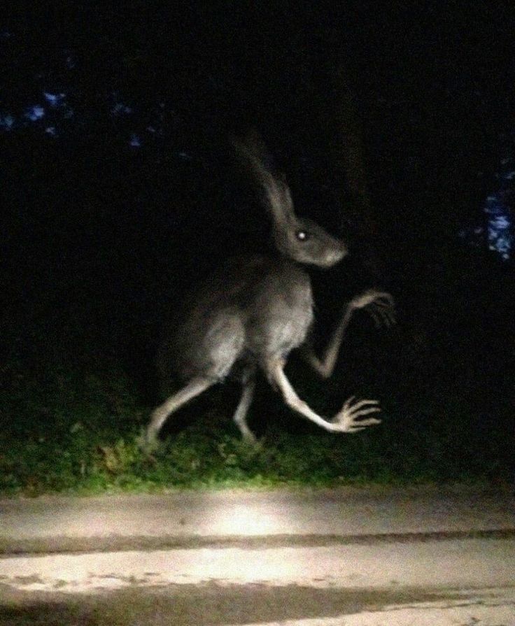 a kangaroo is running in the dark with its tail extended and it's eyes open