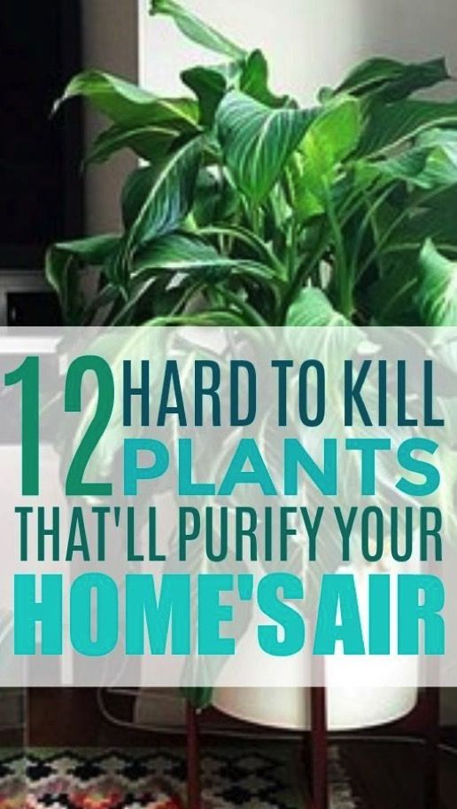 a potted plant with the words, 12 hard to kill plants that'll purify your home's air