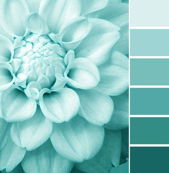 a blue flower is shown in the middle of color swatches and it's petals appear to be blooming