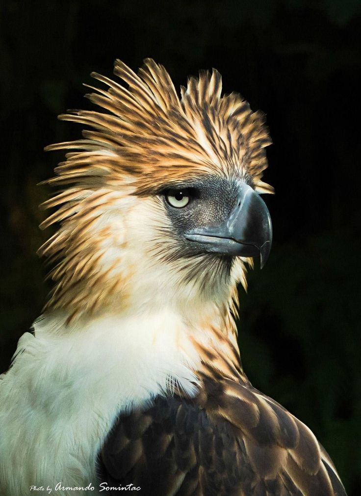 a close up of a bird with very long hair