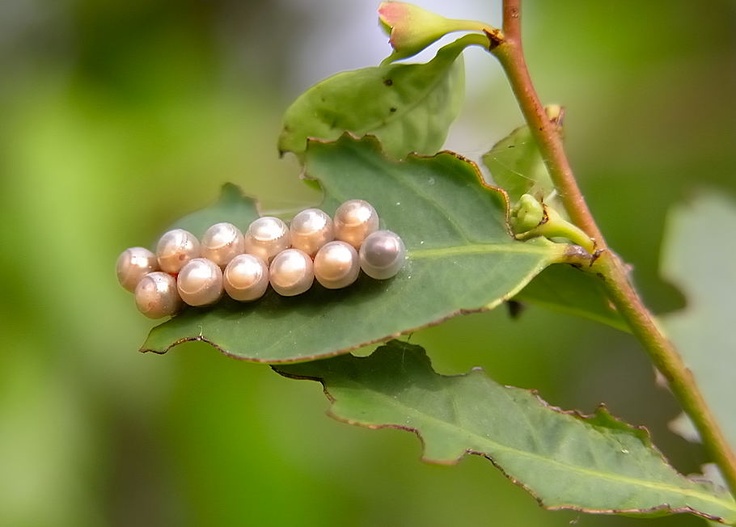 a group of beads sitting on top of a green leaf next to a tree branch