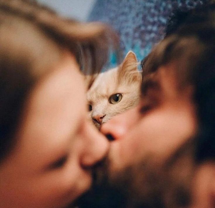 a man is kissing a cat with his nose close to the other person's face