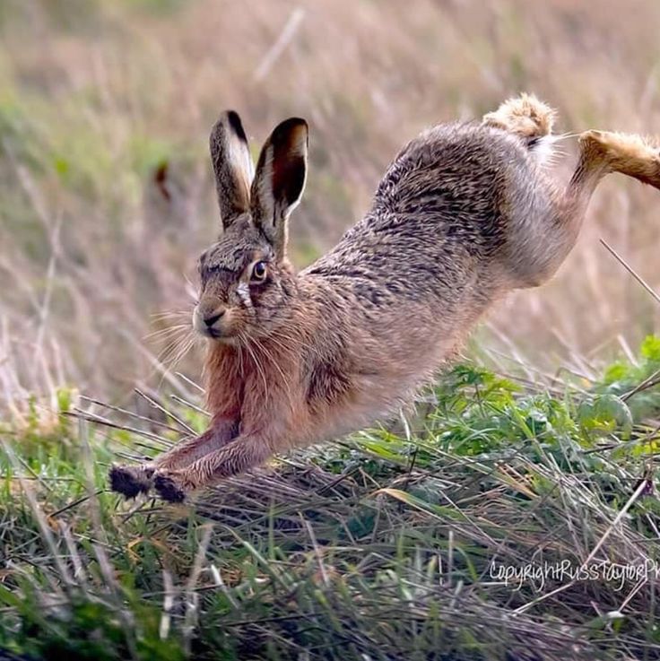 a rabbit is running through the grass with it's front paws in the air